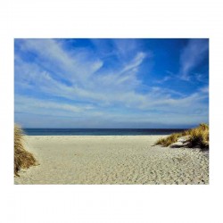 Αμμόλοφοι σε παραλία στη Βαλτική θάλασσα